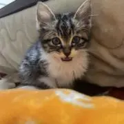 ねこ