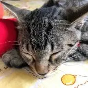 にゃんきちの画像