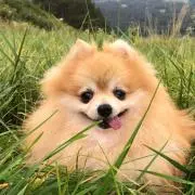 きゃずの画像