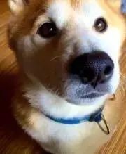ミンコ