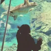 snsnの画像