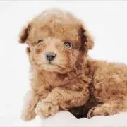 ぴなな
