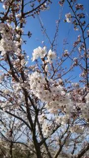 那月悠也の画像