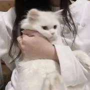 しゃけ