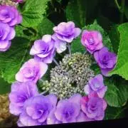セール中　和装ショップ　紫陽花の画像