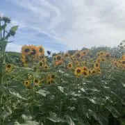 あす＊まとめ買い大歓迎の画像