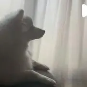 パン