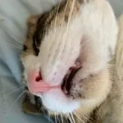 まつこの画像