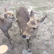 ひみらの画像