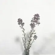 あきの画像