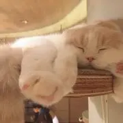 いもちゃんの画像