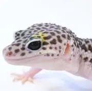 yuyu