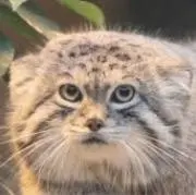 まぬる＊値下げは必ず希望額入れて下さい＊の画像