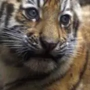 ジャスミン