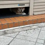 コウリの画像