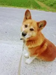 chamaの画像