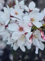 KaVoの画像