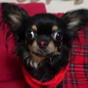 ちー
