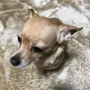 ぽこ