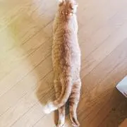 トンタッタの画像