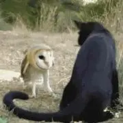 kitty