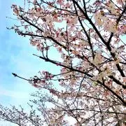湿布の画像