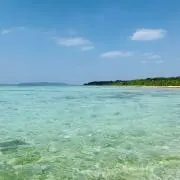 @サプライズ(☆即購入可☆)の画像
