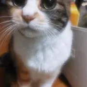 アルコの画像
