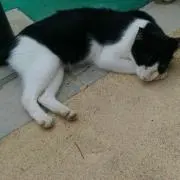 もーりーの画像