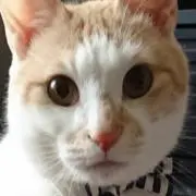 はっさくの画像