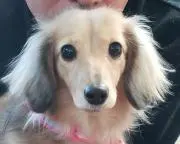 ぱほの画像