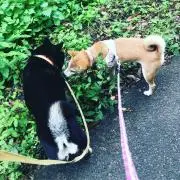 柴犬ママ