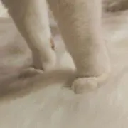 ✻かほる✻の画像