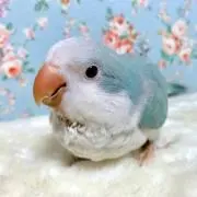 ちょこみんとの画像