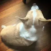 あさひの画像
