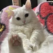 ゆったんの画像
