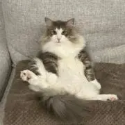 MAHの画像