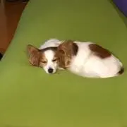 hの画像