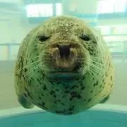 フエラムネ（プロフィールお読みください）