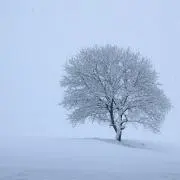 いのま