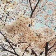 hia ouoの画像