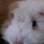 Poohbeartd5