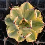ファン56の画像