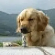 ちんのすけ