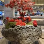 luckyの画像