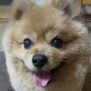 machi