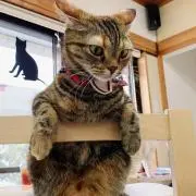 たつ