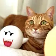 MGの画像