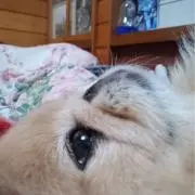 しおん