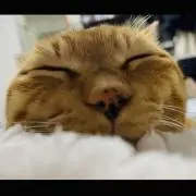 めぐの画像